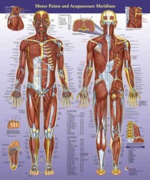 Sports Medicine Acupuncture Chart